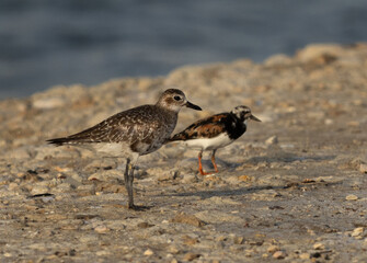 Grey plover with aRuddy turnstone at the bakdrop at Mameer creek of Bahrain