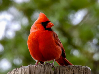 Cardinal in bright red breeding plumage perched to observe the camera for a few minutes.