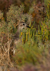 Grey plover in green at Mameer creek of Bahrain