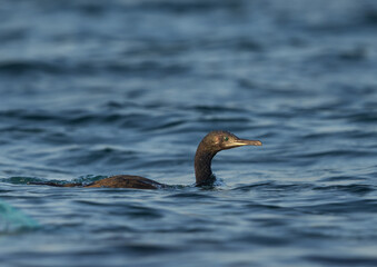Closeup of a Socotra cormorant at Busaiteen coast, Bahrain