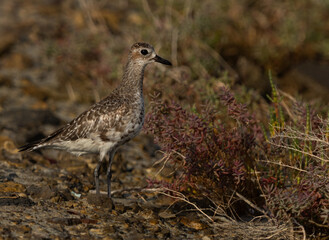 Grey plover at Mameer creek of Bahrain