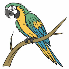 blue and yellow macaw