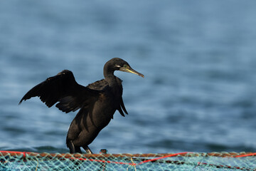 Socotra cormorant perched on fishing net  at Busaiteen coast, Bahrain