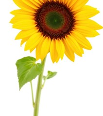 Obraz premium A single sunflower blossoms against a pure white background, design, graphics, sunflowers
