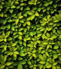 Fototapeta premium Lush, vibrant green leaves form a dense, natural backdrop, shadow, spring