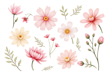 pink and white flowers