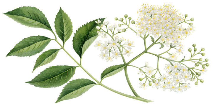 Delicate Elderflower Branch Botanical Illustration transparent PNG or Isolated on white background