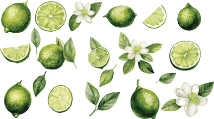 A collection watercolor vector illustrations of limes and their flowers