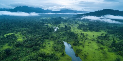 Aerial View of River Flowing Through Green Tropical Forest Landscape
