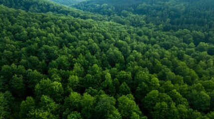 Fototapeta premium Lush Green Canopy of Dense Forest Showcasing a Thriving EcoSystem from Above : Generative AI