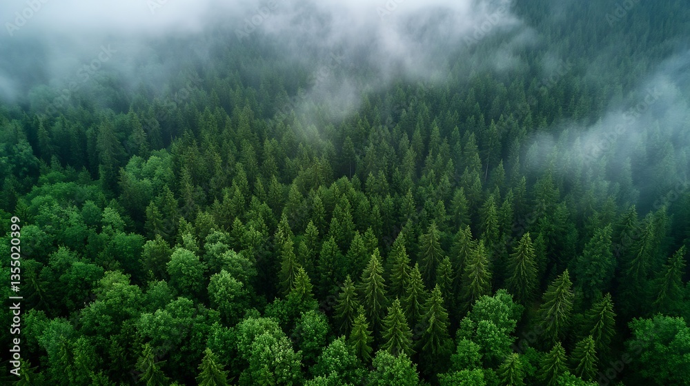 Poster aerial view of lush green pine forest under a misty sky creating a serene and peaceful atmosphere : 
