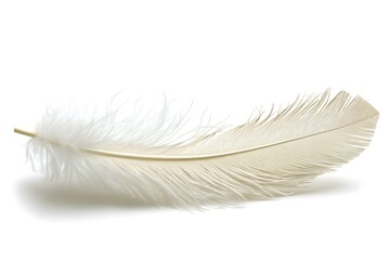 Obraz premium Delicate White Feather Close-up