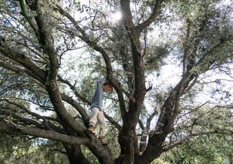 Young boy climbing a big tree in a sunny day