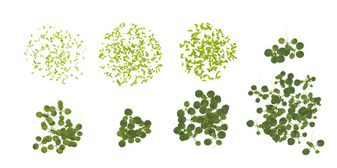 3d illustration of Limnobium,Lemna plants on transparent background from the top view