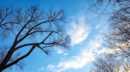 Beautiful Blue Sky with Wispy Clouds Framed by Leafless Winter Trees : Generative AI