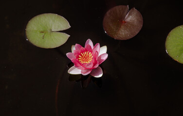 Pink water lilies and green leaves in a lake