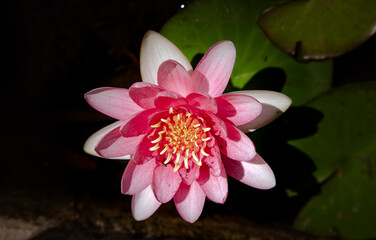 Pink water lilies and green leaves in a lake