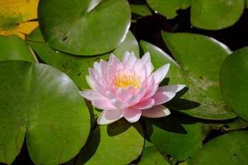 Pink water lilies and green leaves in a lake