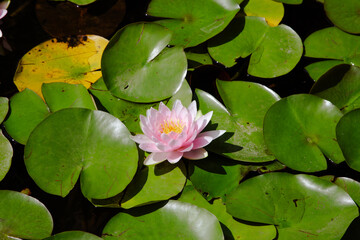 Pink water lilies and green leaves in a lake