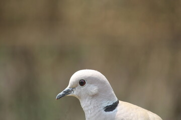 close up of a white dove