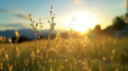 Obraz premium Golden grass swaying in the breeze during a vibrant sunset illuminating the natural landscape : Generative AI