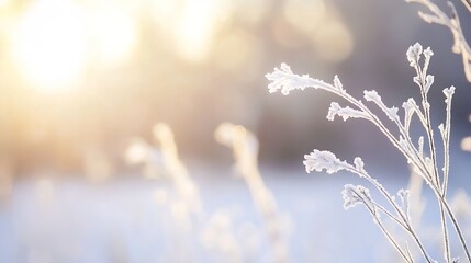 Delicate frostcovered flowers glistening in the morning sunlight creating a soft winter atmosphere : Generative AI