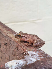 Close-up of a brown frog