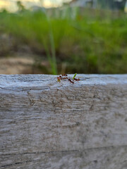 Ants on a wooden surface