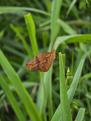 Butterfly on green leaf