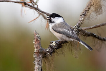 Willow tit