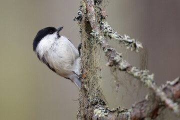 Willow tit © Risto