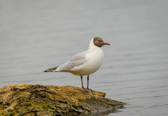 Black-headed Gull
