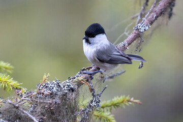 Willow tit