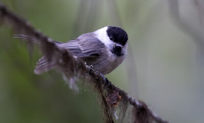 Willow tit