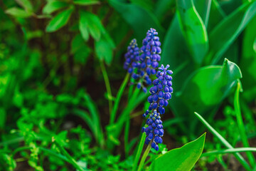 Blooming young Muscari in the garden. Spring seasonal of growing plants. Gardening background