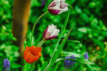 Blooming tulips grow in the garden. Spring gardening, outdoor concept background, floral style