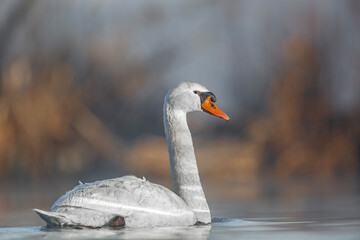 Łabędź niemy, mute swan (Cygnus olor) © Michal Przystas