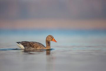 Gęgawa ,Greylag goose,  Anser anser  © Michal Przystas