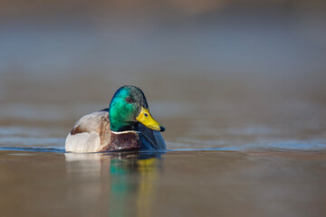 Kaczka krzyżówka, the mallard, the wild duck, Anas platyrhynchos