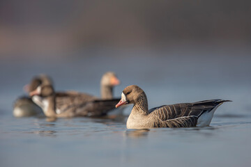 Gęś białoczelna, The greater white-fronted goose, Anser albifrons © Michal Przystas