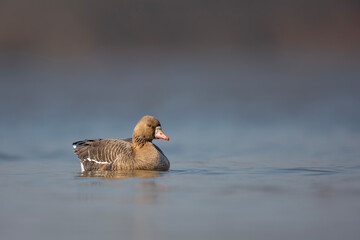 Gęś białoczelna, The greater white-fronted goose, Anser albifrons © Michal Przystas