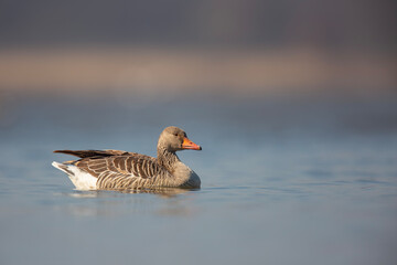 Gęgawa ,Greylag goose,  Anser anser  © Michal Przystas