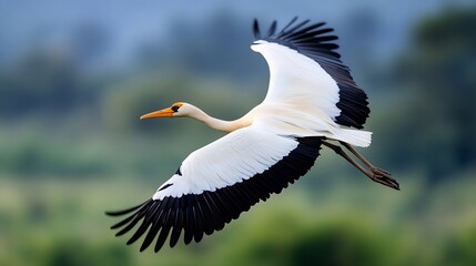 A majestic bird in flight showcasing its beautiful feathers against a green backdrop : Generative AI