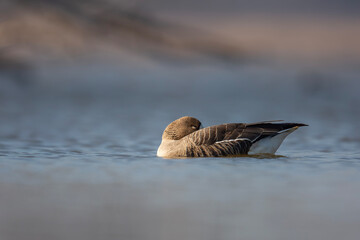 Gęś białoczelna, The greater white-fronted goose, Anser albifrons © Michal Przystas