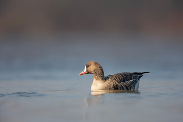 Gęś białoczelna, The greater white-fronted goose, Anser albifrons