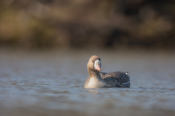 Gęś białoczelna, The greater white-fronted goose, Anser albifrons © Michal Przystas