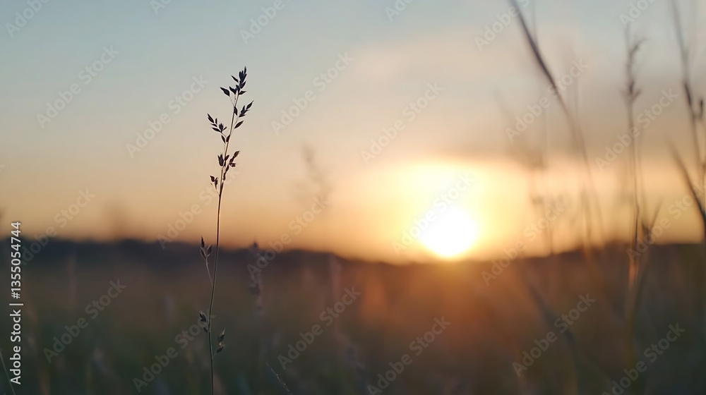 Poster Close up view of a tall grass blade catching the sunlight during a beautiful sunset in a serene field : Generative AI