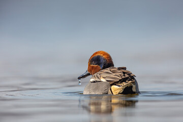 yraneczka, The Eurasian teal, Anas crecca © Michal Przystas
