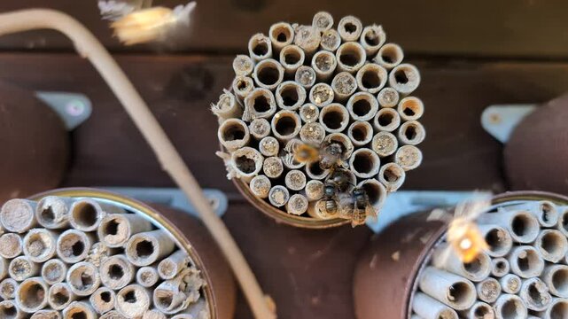 Red mason bees (Osmia cornuta) flying around wooden insect hotel.