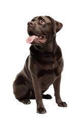 A chocolate Labrador with an extremely large head and body, on Png Format and Transparent Background